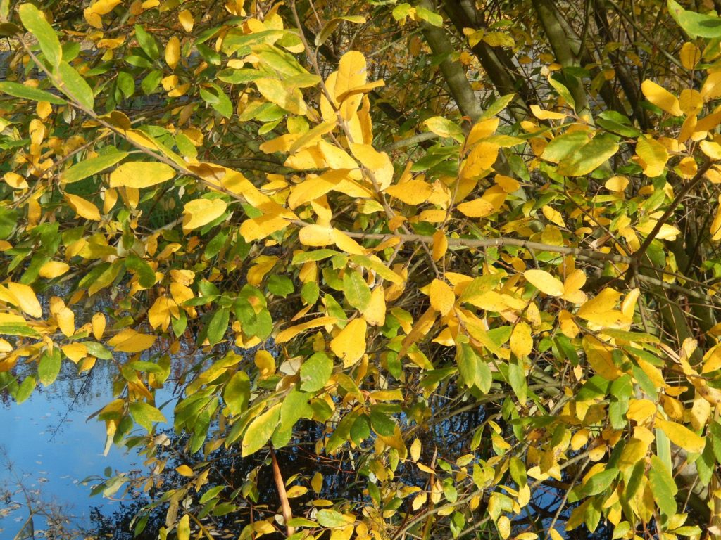 Autumn Willow