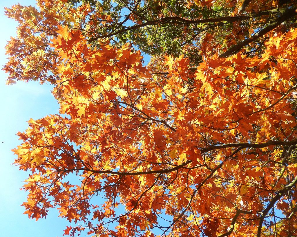 Glowing colours of Turkey Oak in Richmond Park