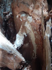 Fungal mycelium in newly-fallen Willow trunk