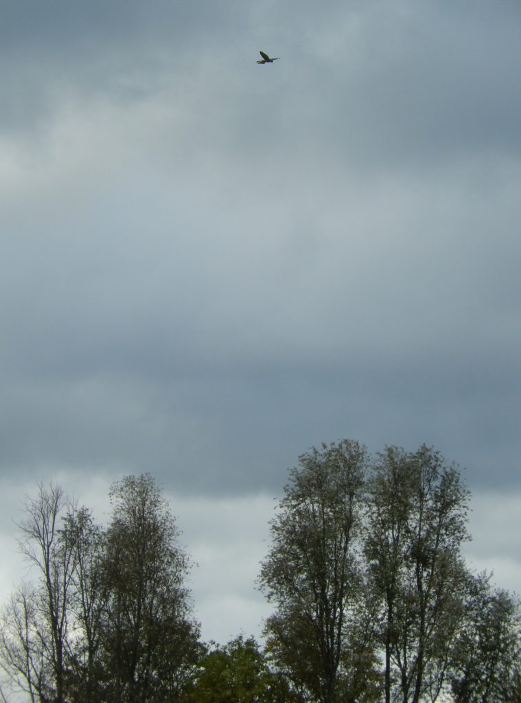 Kestrel hovering over Wraysbury