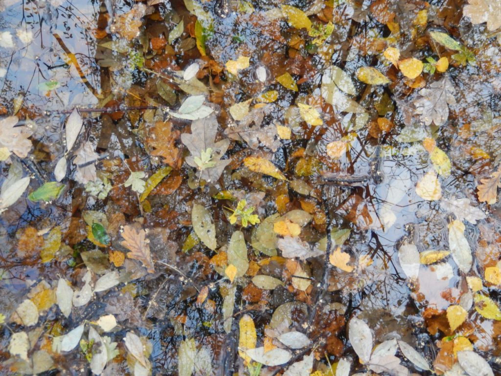 Fallen Willow, Birch, Oak and Hawthorn Leaves in water. Wet 'Carr' Woodland, Gunnersbury Triangle