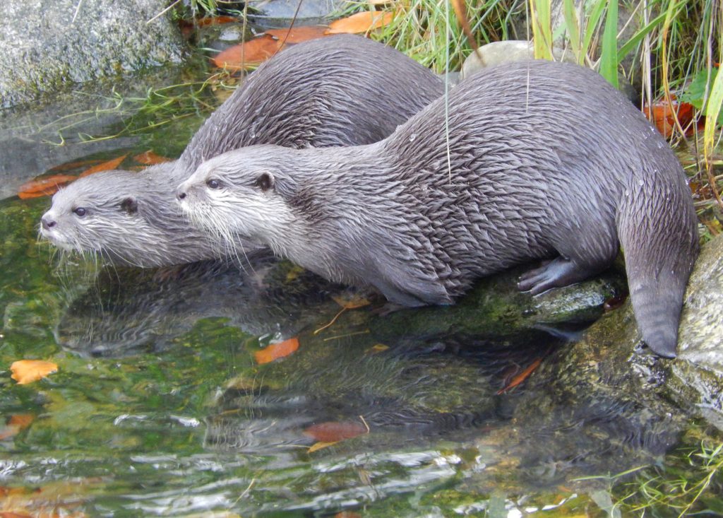 Asiatic Short-Clawed Otters