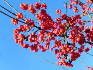 Clusters of Spindle fruits