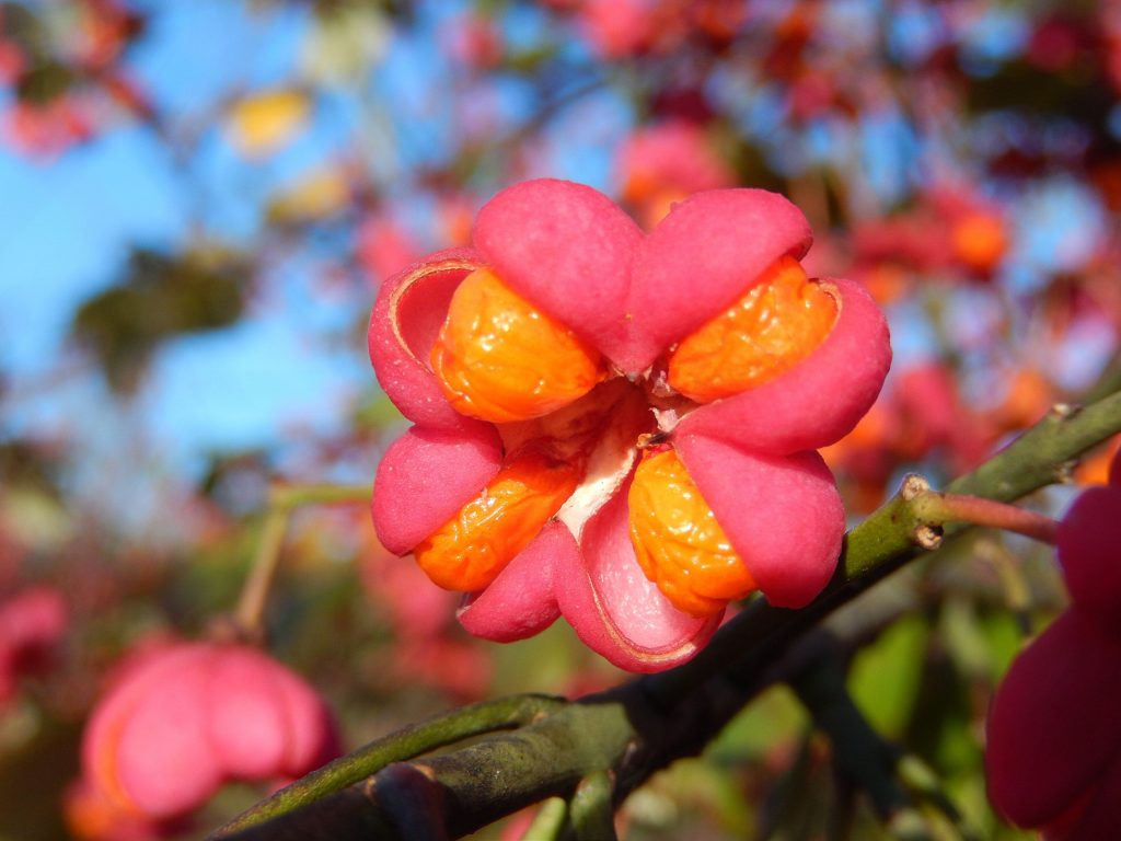 Pink and Orange Do Go - the Extraordinary Fruit of the Spindle Tree