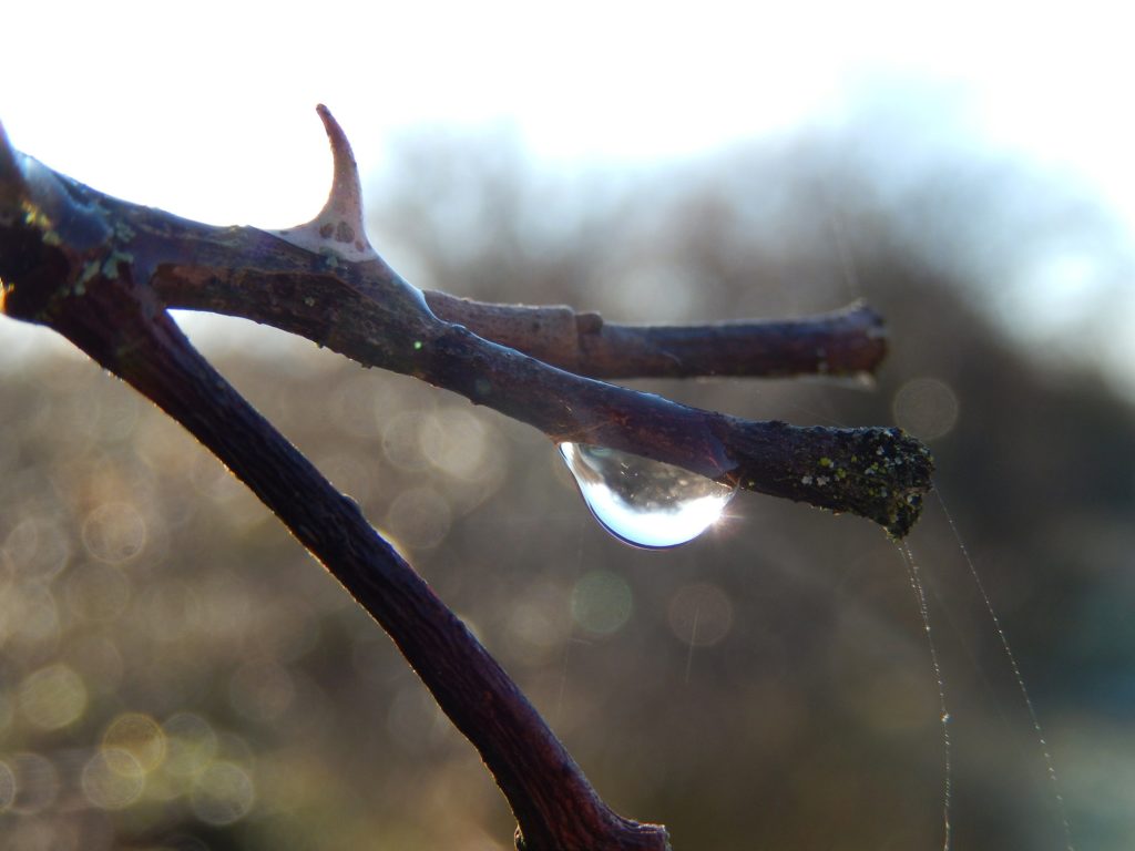  Rose thorn, dewdrop, spider silk