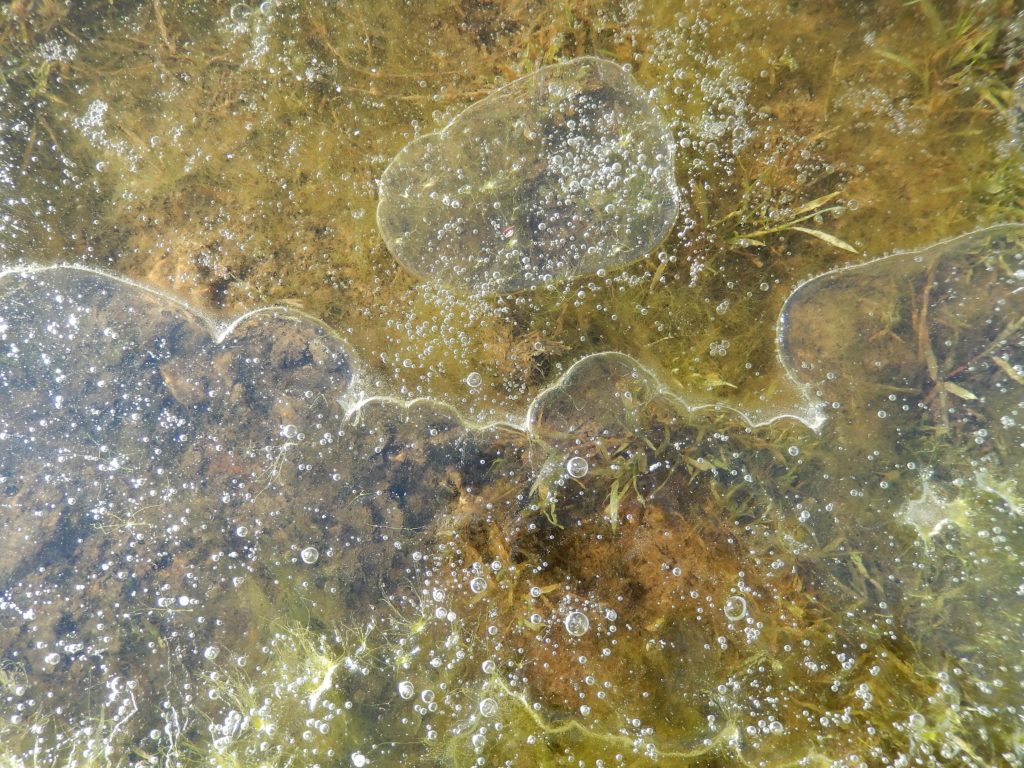 Bubbles in frozen puddle