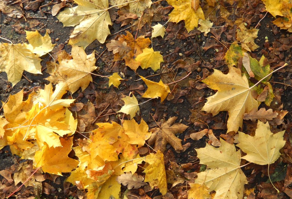 Richly coloured fallen leaves