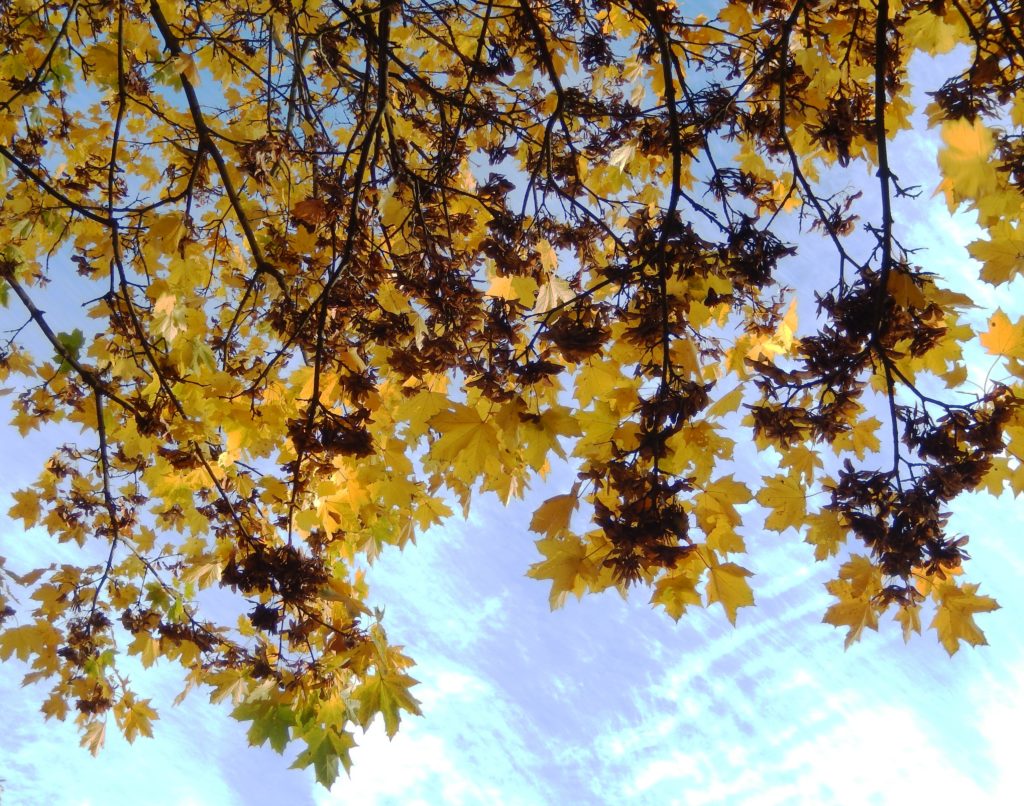 Maple in fall glory: leaves and winged fruits against the sky
