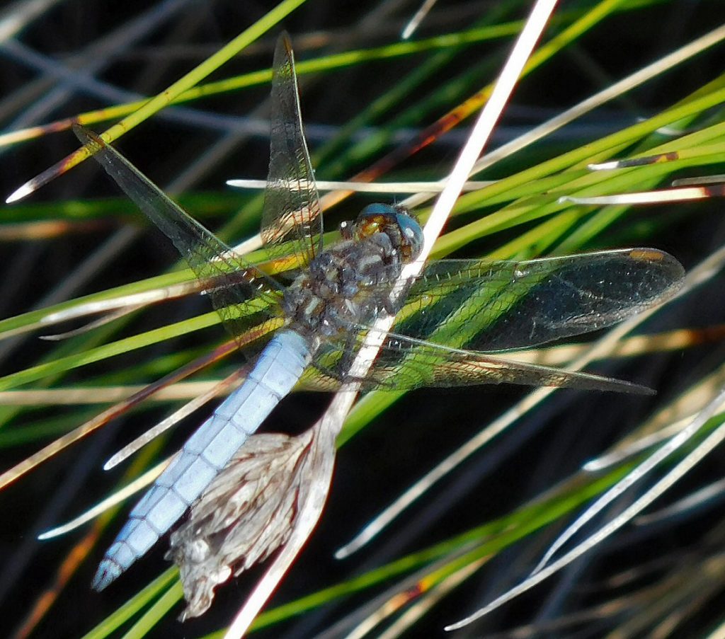 Thursley Common Not Just Dragonflies ObsessedByNature Thursley Common Not Just Dragonflies ObsessedByNature