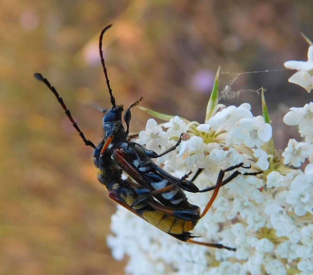 Mating Flower Beetles on Greater Pignut