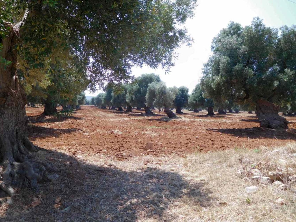 Ancient Olive Grove in Puglia