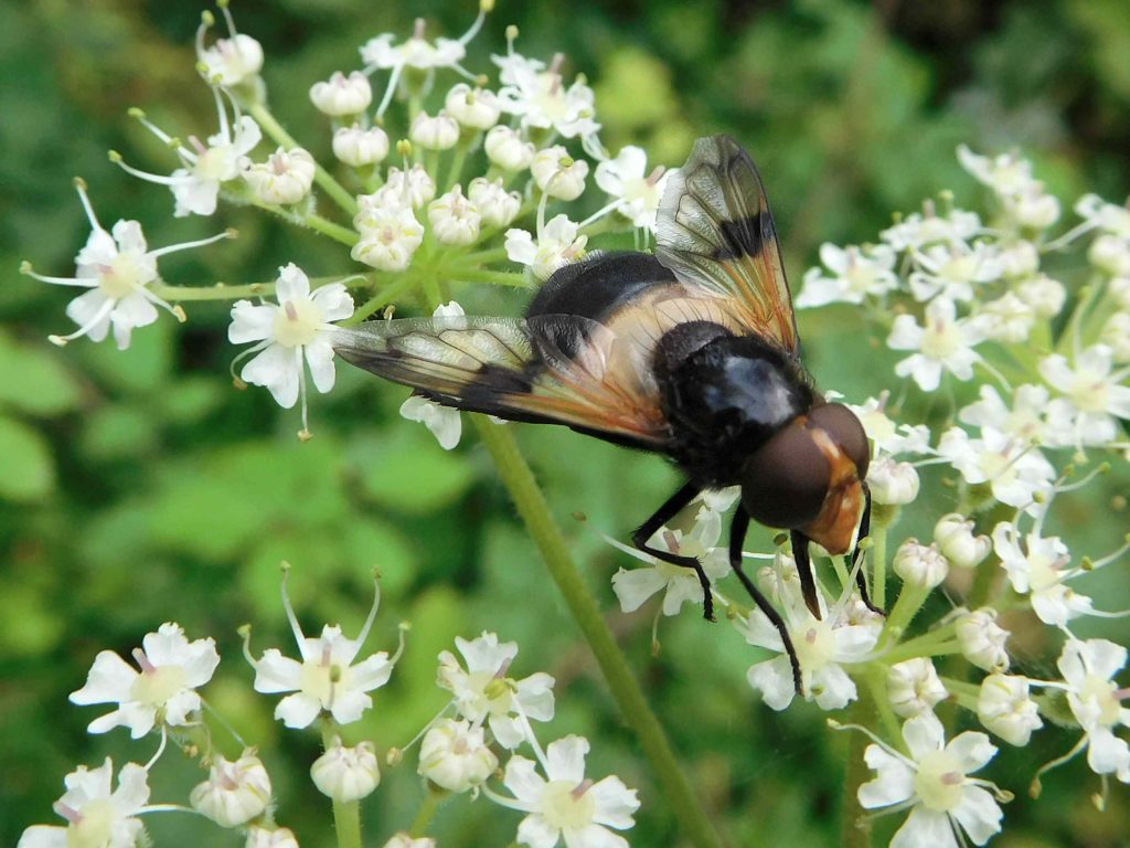 Hoverfly Leucozona lucorum