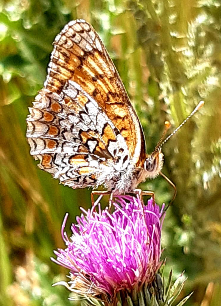 Knapweed Fritillary
