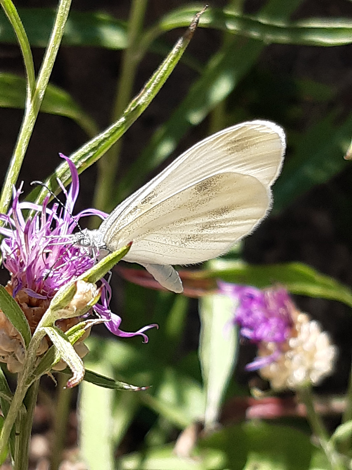 Wood White