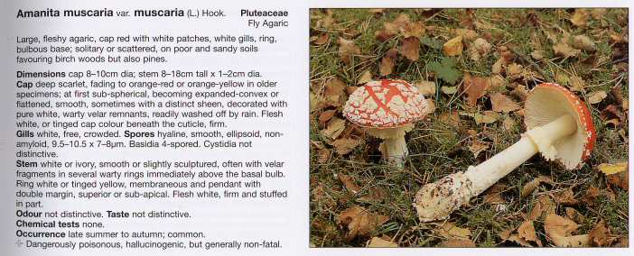 Collins Complete British Mushrooms and Toadstools The essential photograph guide to Britain’s fungi