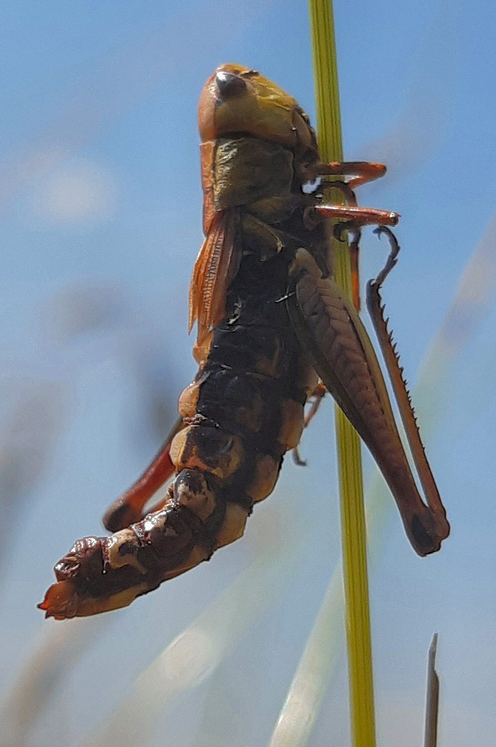 Grasshopper | ObsessedByNature