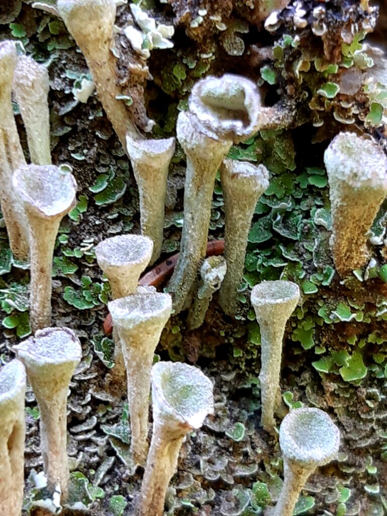 Cup lichen, Cladonia cf fimbriata