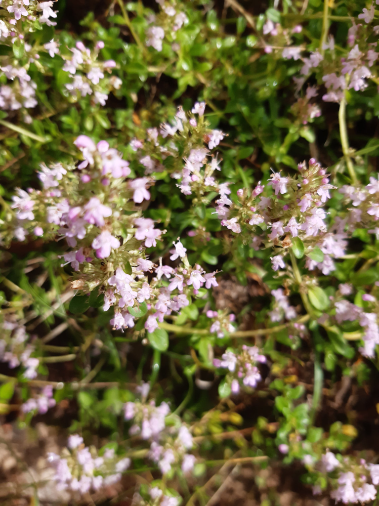Thyme