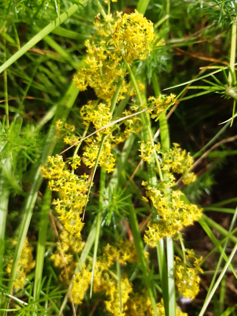 Ladies Bedstraw