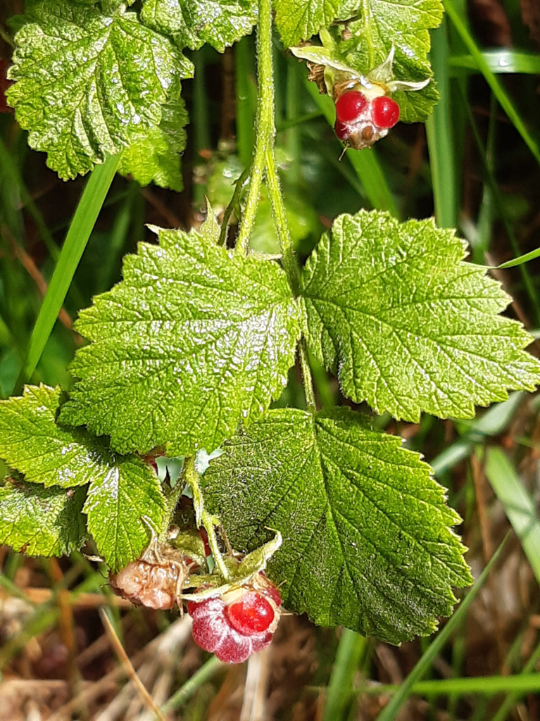 Raspberry