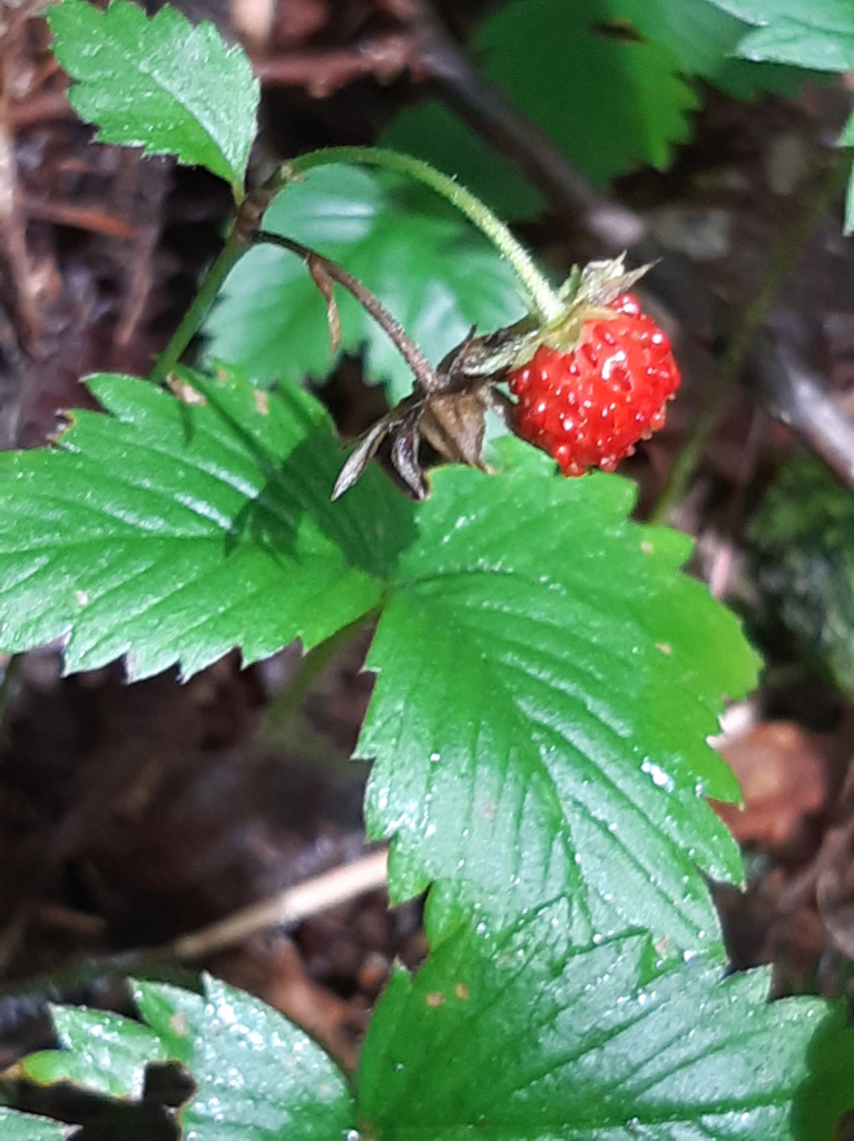 Wild Strawberry