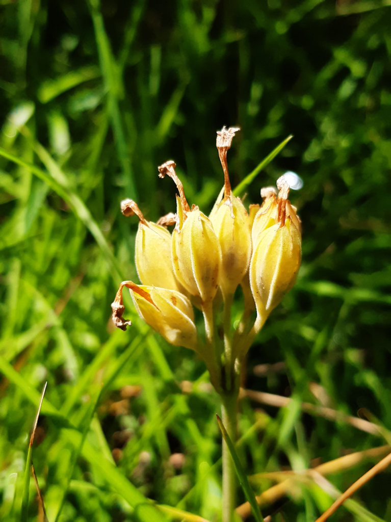 Cowslip in fruit