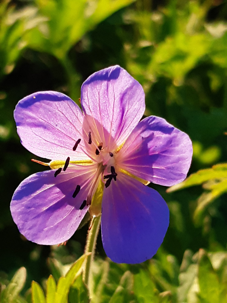 Meadow Cranesbill