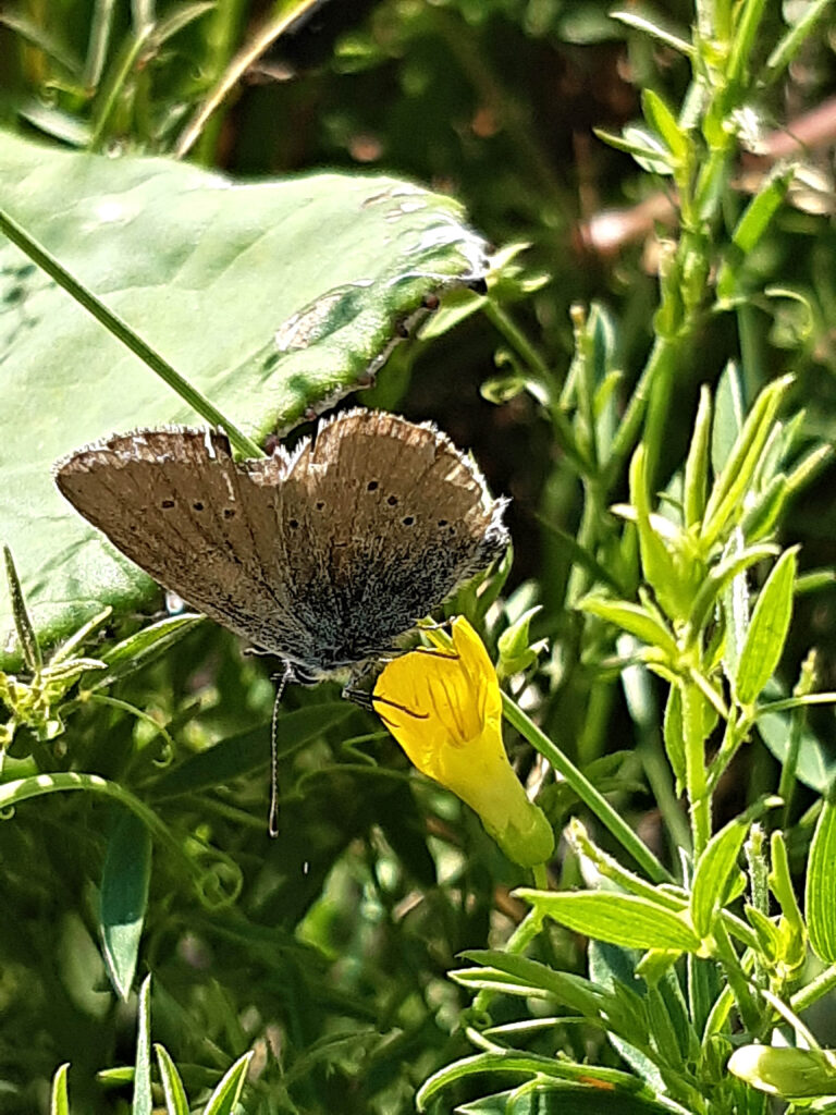 Mazarine Blue 