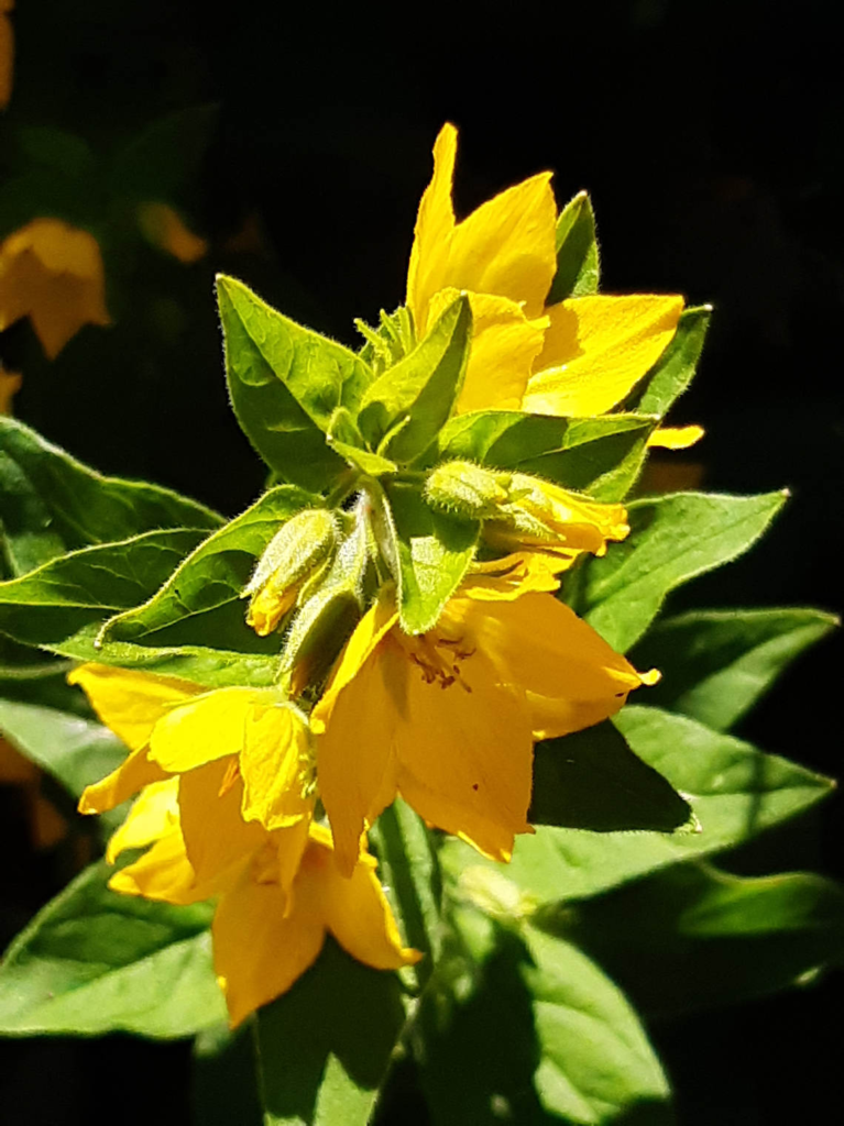Dotted Loosestrife