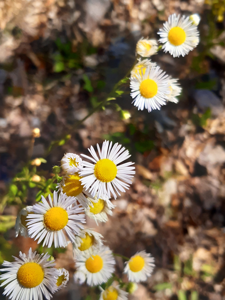 Daisy Fleabane