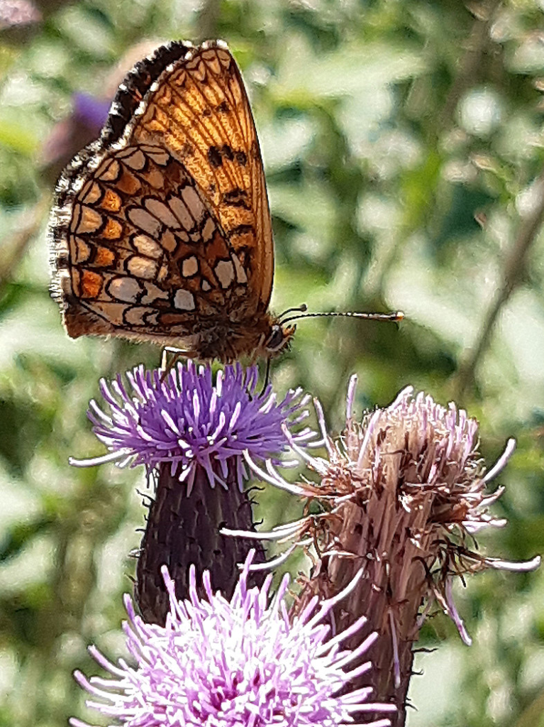 False Heath Fritillary