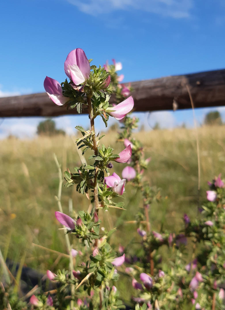 Spiny Restharrow