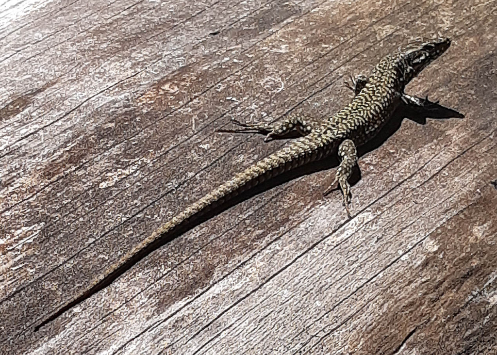 Common Wall Lizard