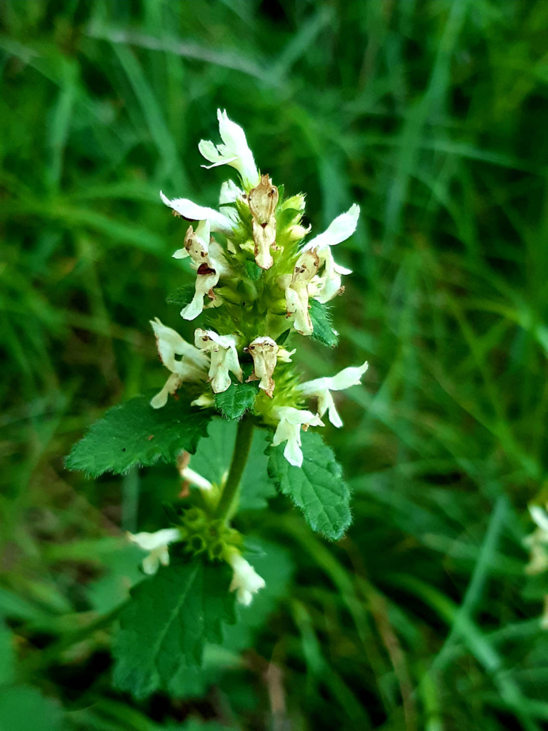 Yellow Woundwort