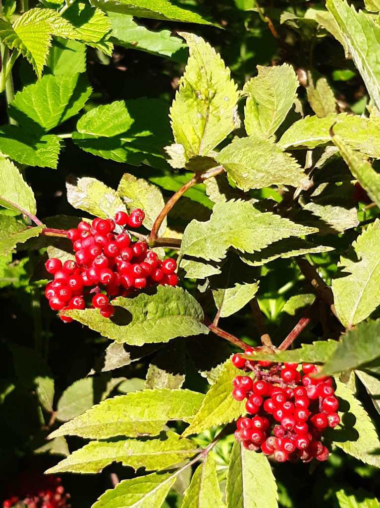 Red Elderberry