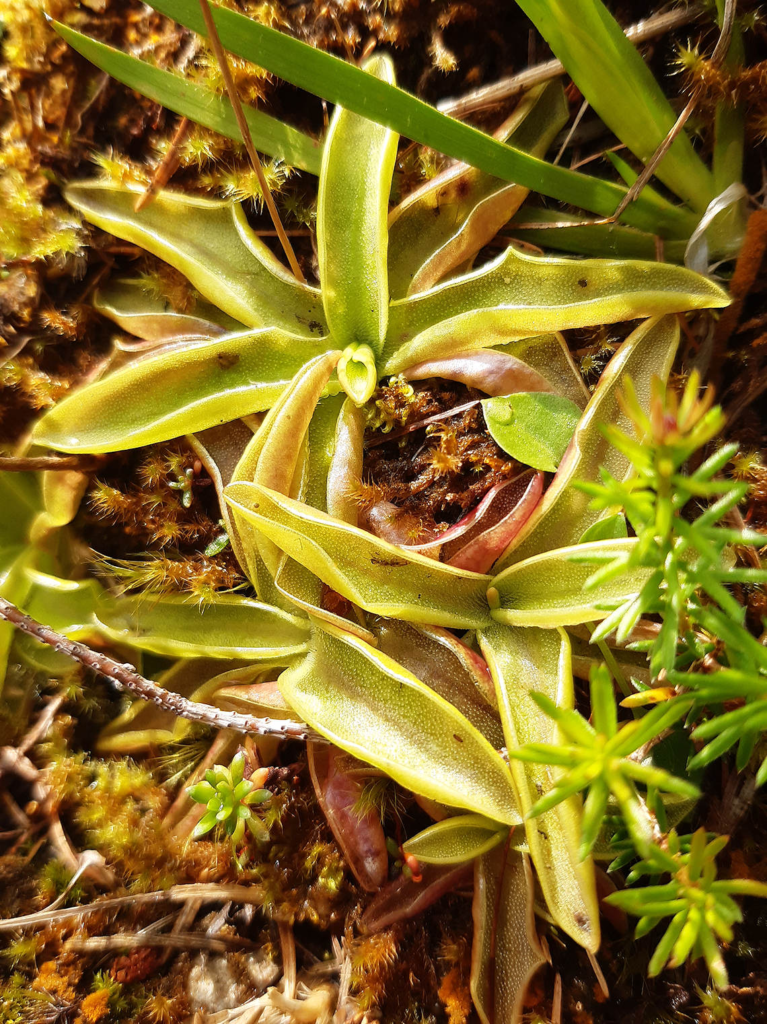 Butterwort