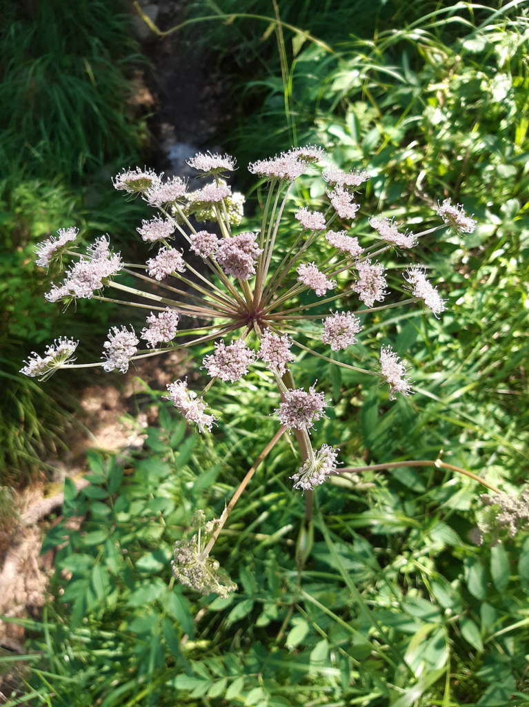 Wild Angelica