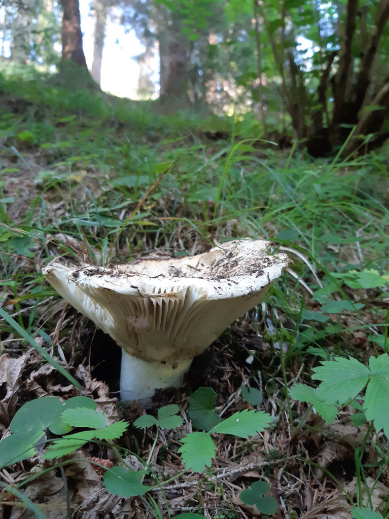 Milkcap Lactarius