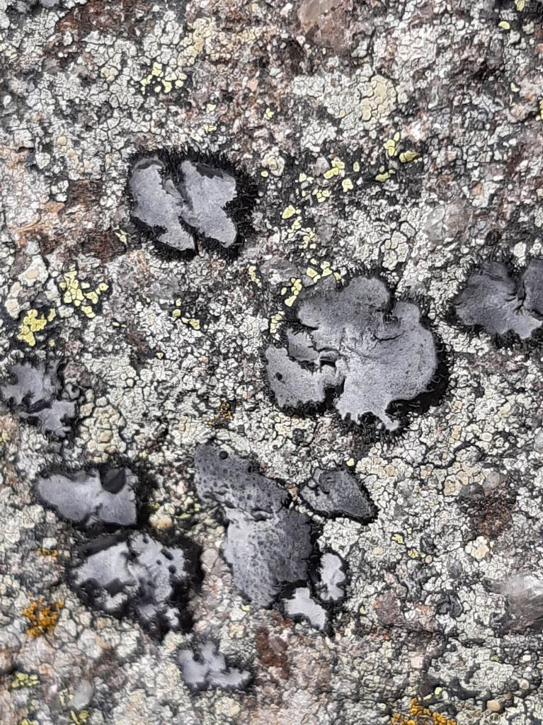 Umbilicaria cylindrica
