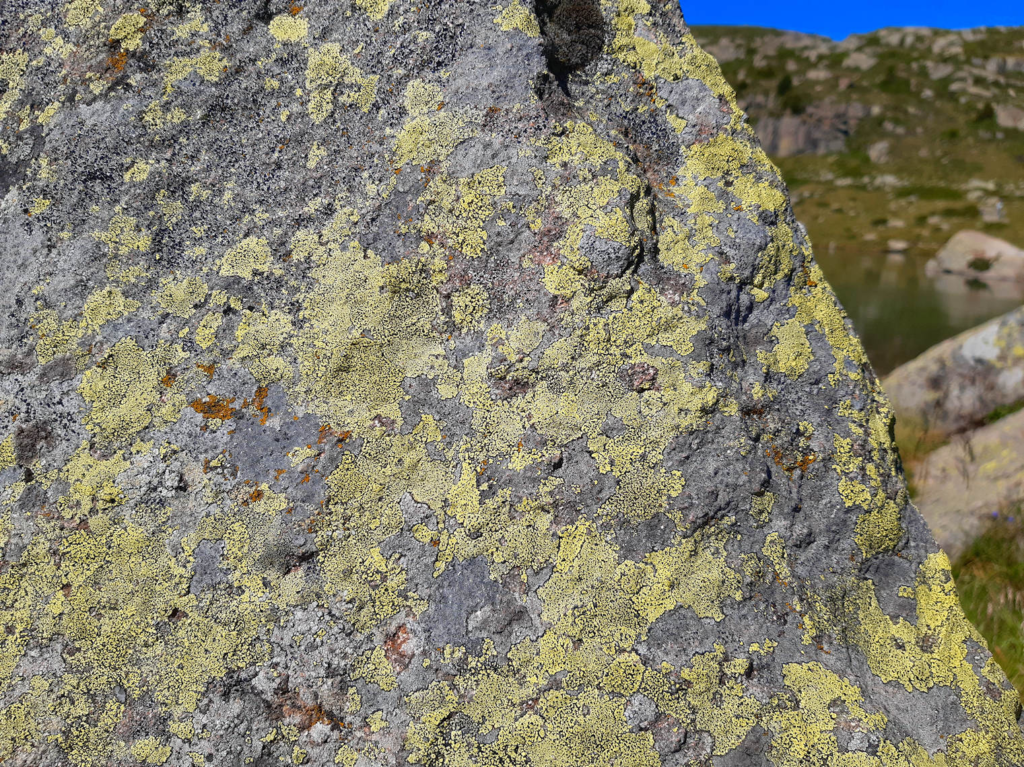 Rhizocarpon geographicum