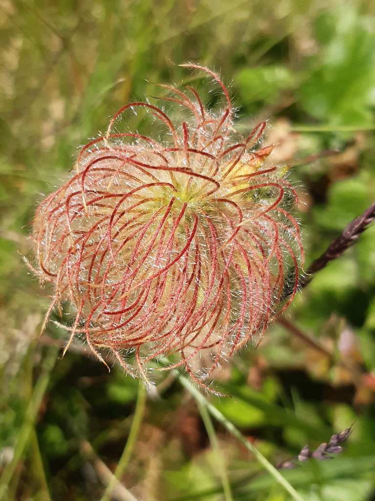 Mountain Avens in fruit