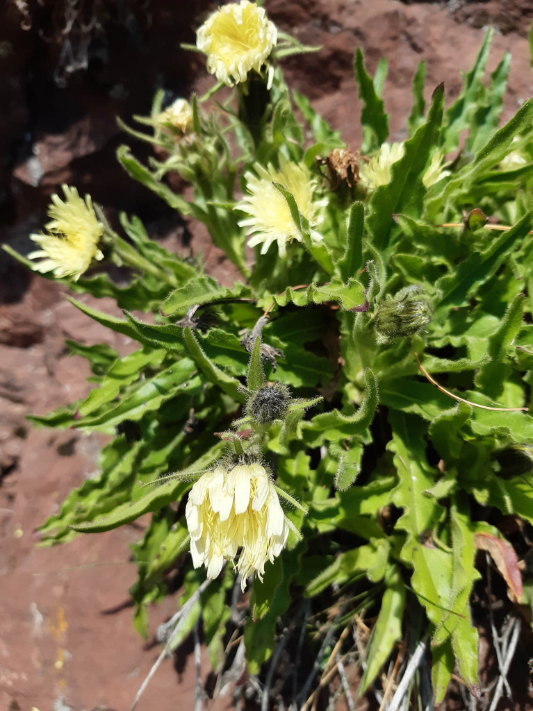 Whitish Hawkweed