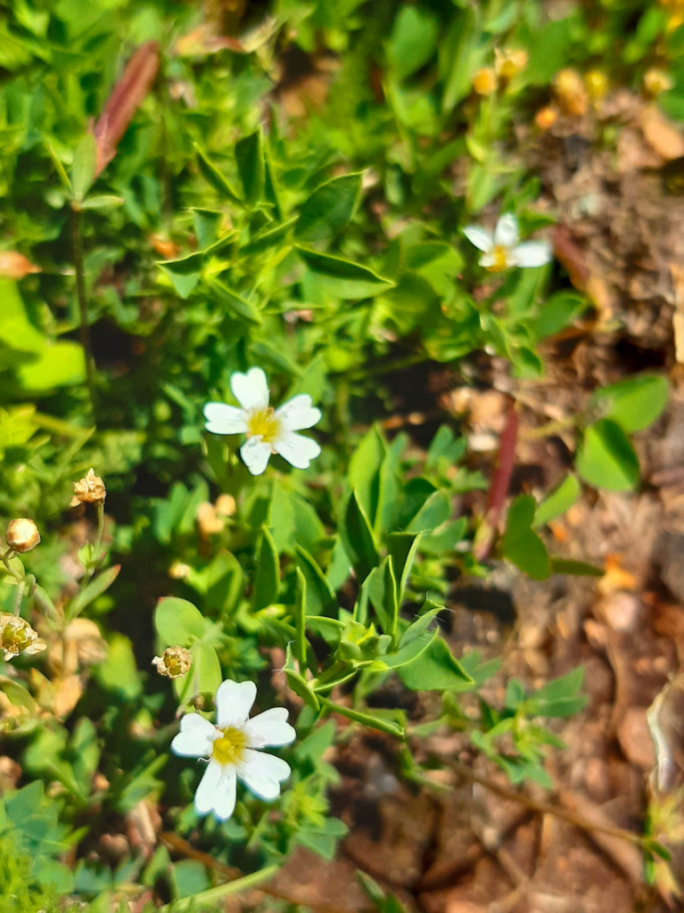 Field Mouse-ear