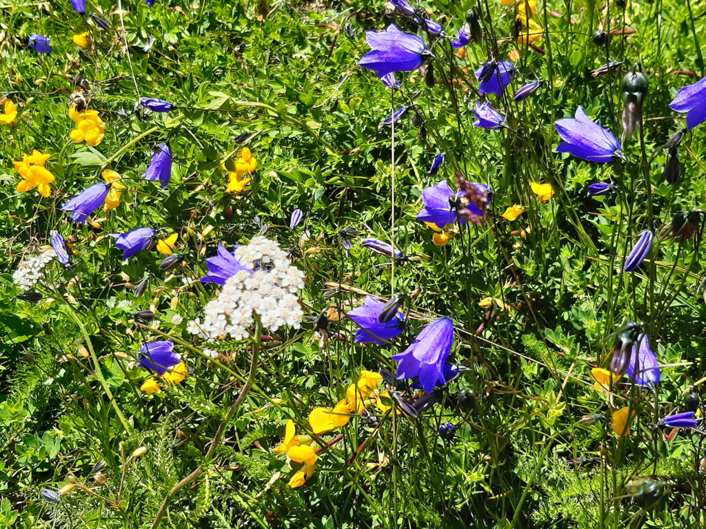 Flowery Meadow at 2200 metres