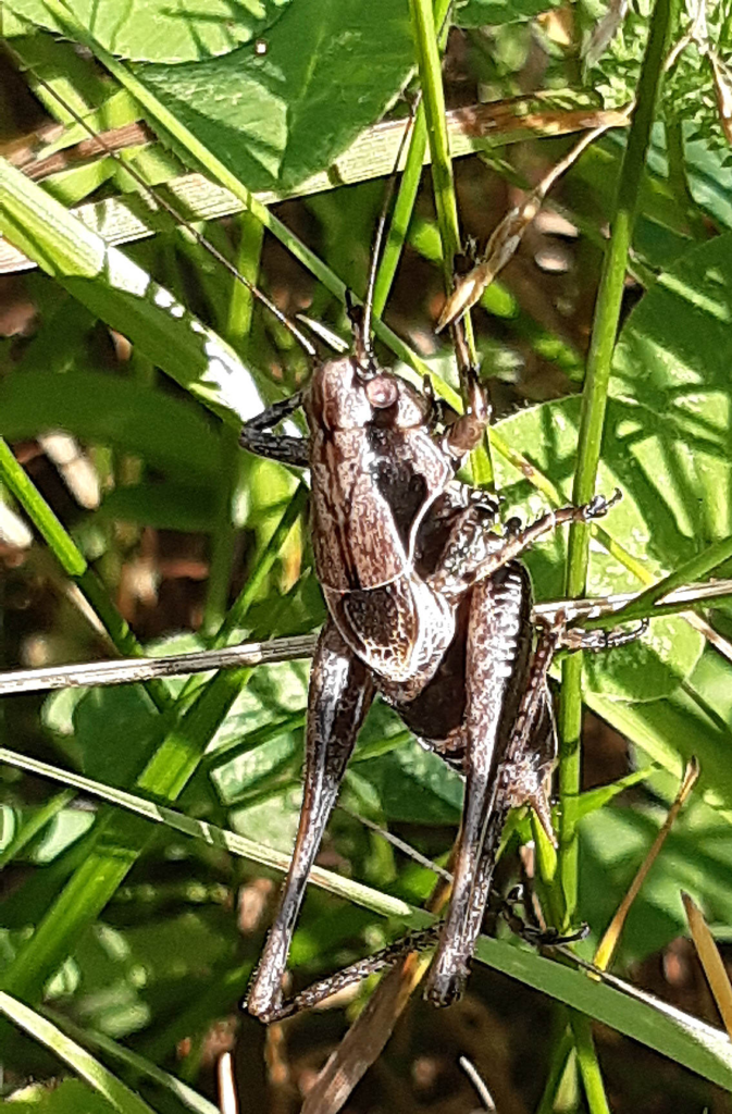 Dark Bush-Cricket