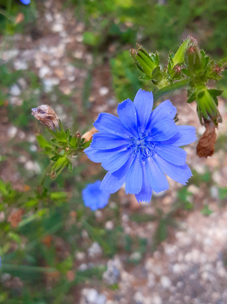 Chicory