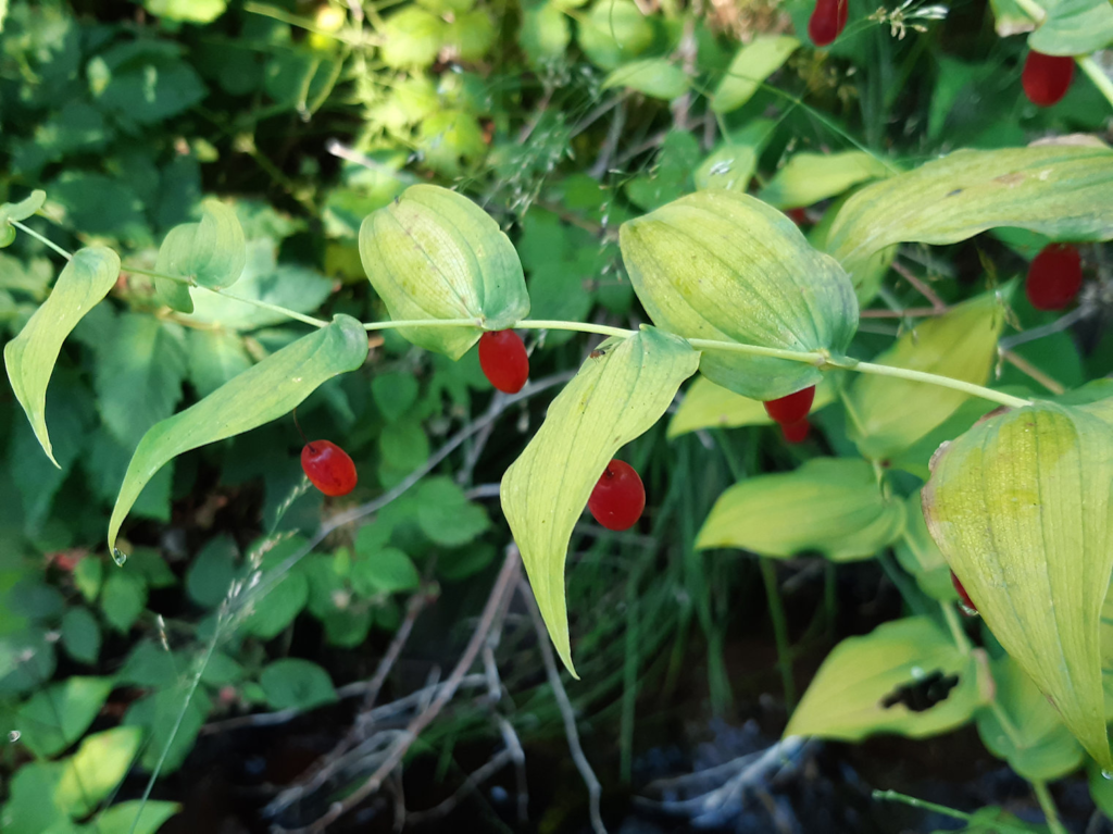 Watermelon Berry, Streptopus