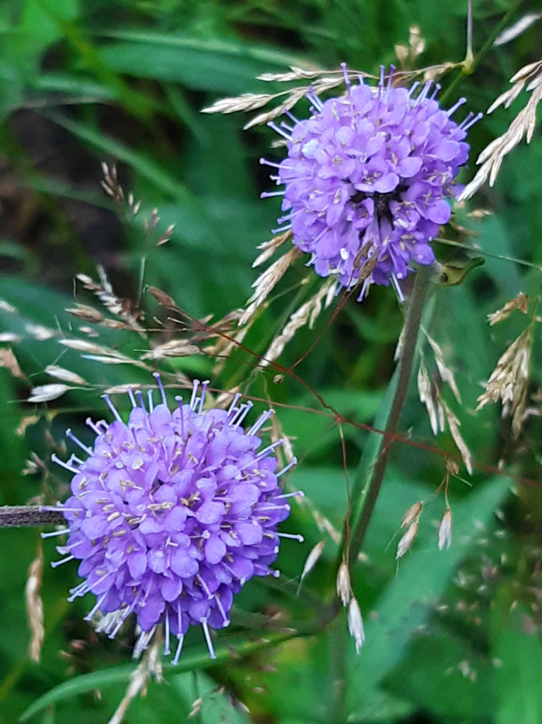 Devil's-bit Scabious
