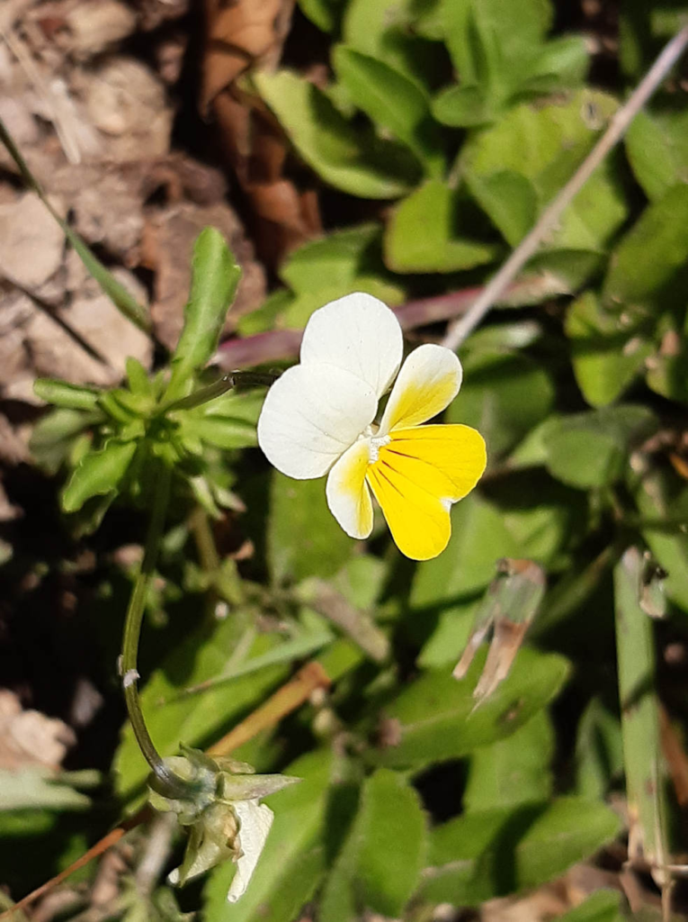 Field Pansy