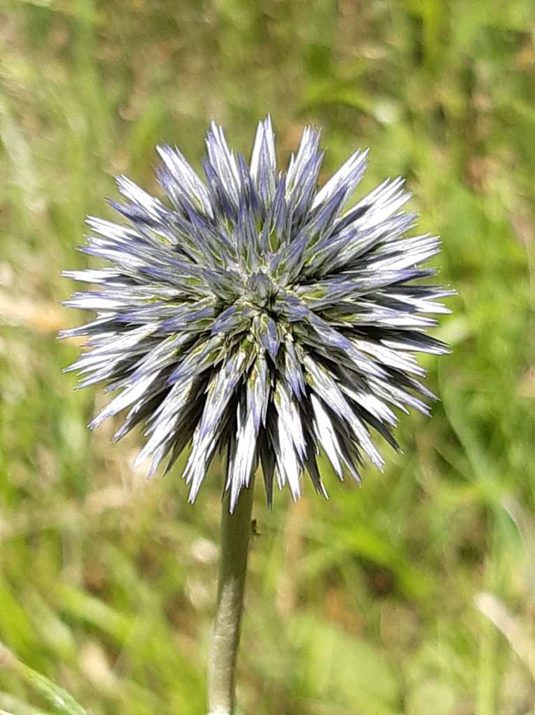 Globe Thistle, Echinops